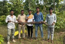 लगभग 8 फीट लंबा और 12 किलो का एक विशाल अजगर को रेस्क्यू किया।